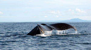 Whale watching in Colombia